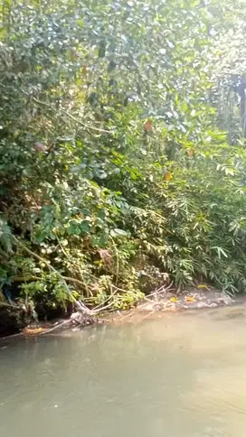 TANAH MURAH di Gianyar View Sawah dan Sungai