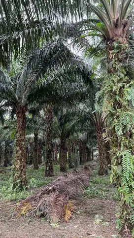 Dijual Cepat Karna Mau Pindah, Kebun Sawit Luas 6Ha Surat Sertifikat