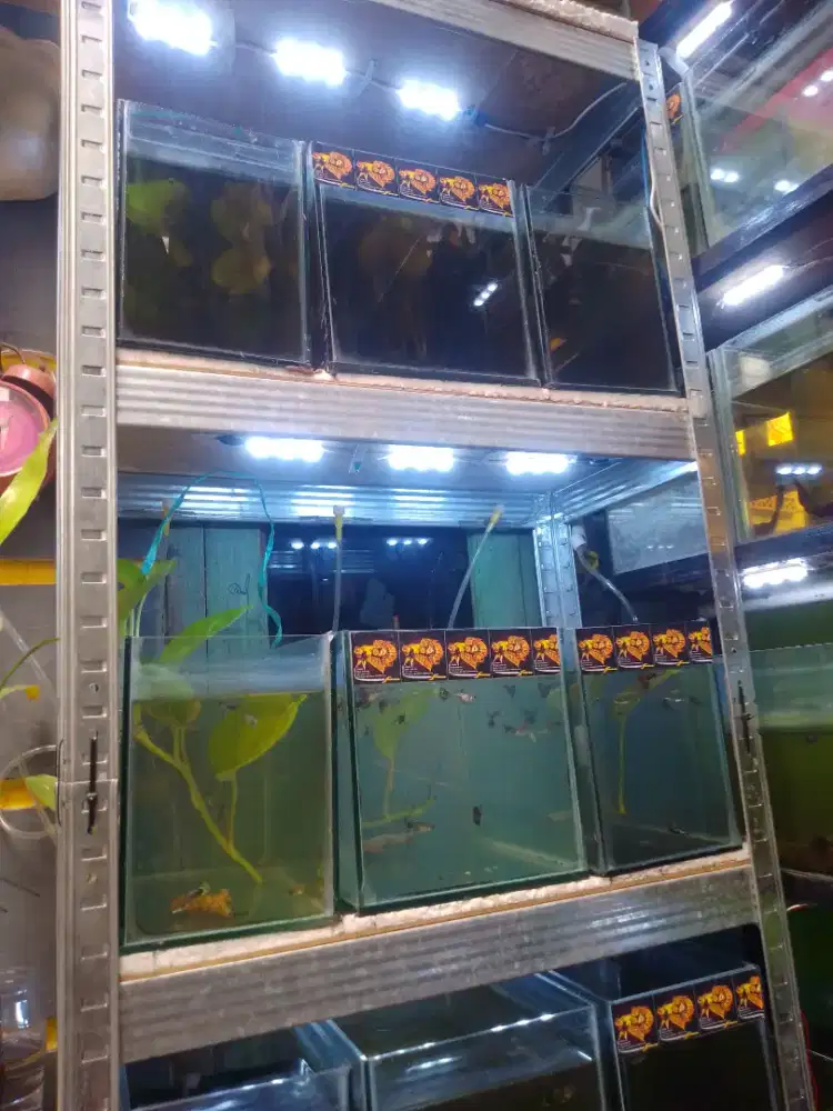 Ikan guppy ( yellow Tiger,Hb white,prembe) dll