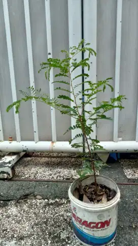 Jual bibit pohon asem jawa