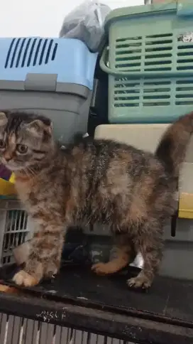 Scottish fold antik istimewa telinga ngelipat