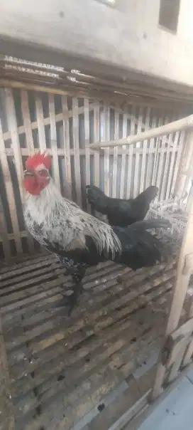 Ayam Ketawa x pelung jari 10