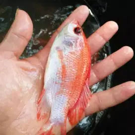 Nila Red Prima / Nila Bangkok