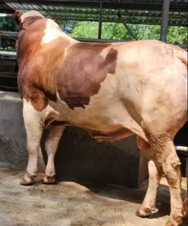 sapi qurban 1 ton timbang real 3 tahunan sesuai syarat qurban jamin ok