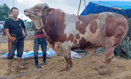 sapi qurban 1 ton timbang real 3 tahunan sesuai syarat qurban jamin ok