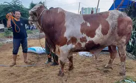free 1 kambing beli sapi limosin 1 ton siap qurban 2025 timbang real
