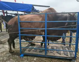 free 1 domba beli sapi 1 ton siap kurban 2025 timbang real hidup2 puas