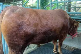 sapi jantan 1 ton UP siap qurban 2025 timbang real jamin manteb puas