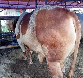 sapi jantan 1 ton siap kurban 2025 timbang real rawatan kandang manteb
