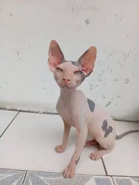 Dijual kitten sphynx jantan JakPus