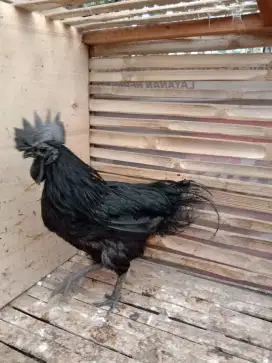 AYAM CEMANI LIDAH HITAM