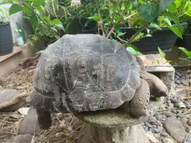 Aldabra special 35 cm