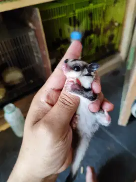 Sugar glider jantan