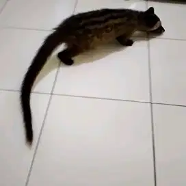 Musang Pandan Jantan Jinak dan Aktif