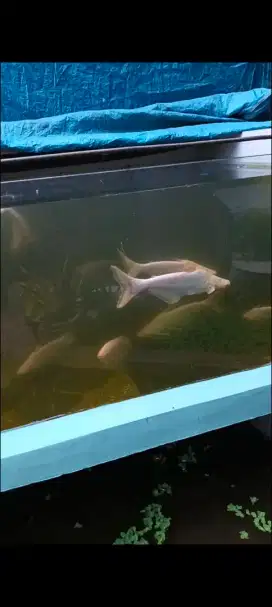 Jual ikan patin albino ukuran 30cm