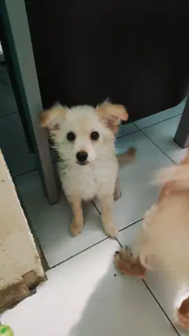 Anakan Pom x Poodle