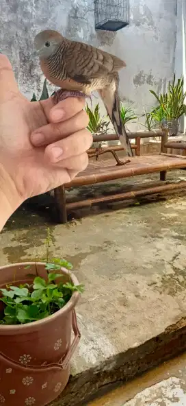Perkutut Unik Anteng di Tangan