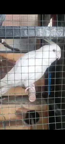 Falk Albino Betina 1thn up