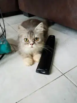 Jual kitten Persia