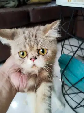Kitten Persia Jantan Flatnose