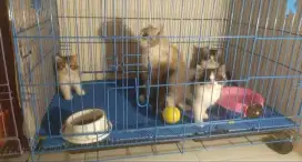 Kandang Kucing Krypton Tebal Ukuran 90 x 60 x 55cm