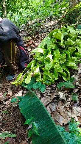 NEGO!!! Dijual Tanah Kebon Di Sidodadi Pesawaran
