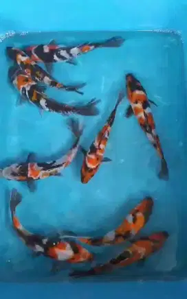 Ikan koi soa narumi 18-22cm