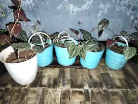 Bibit sirih merah rumah tangga