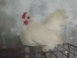 Ayam Kate Betina Cebol Unik Kaki Berbulu..