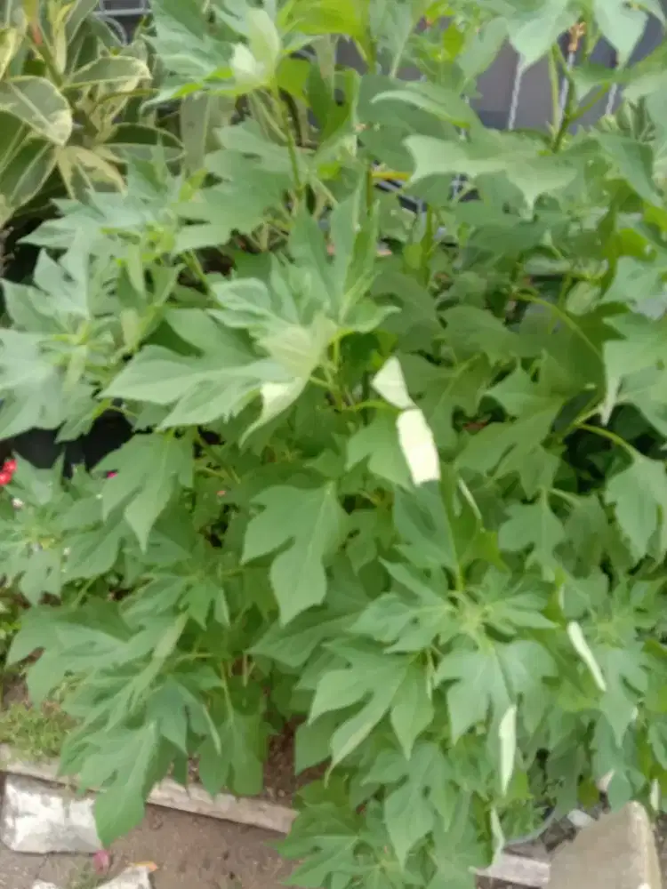 Petikan Segar Daun Herbal Insulin