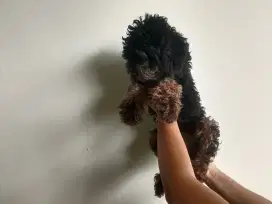 Poodle betina phantom