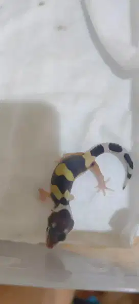 Bayi Gecko baru lahir