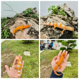 leopard gecko Surabaya RR