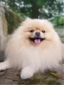 Sedia Pejantan Pomeranian Pom Excelent Quality Siap Kawin