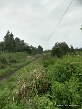 Dijual tnh 2ha Sematang borang