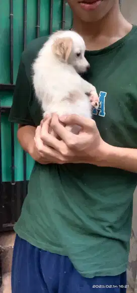 Puppy betina (maltese mix pom) maltipom