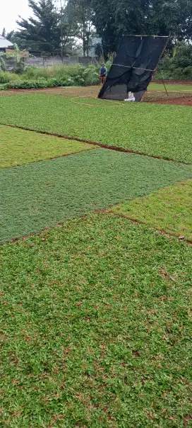 Petani rumput jepang swis