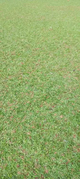 Tukang rumput gajah mini dan rumput jepang