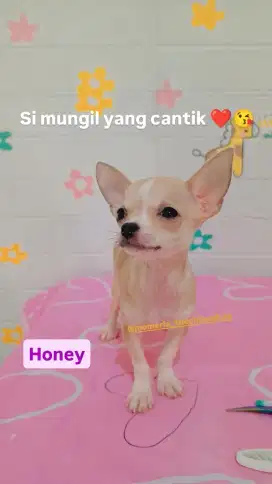 Chihuahua betina mungil stb