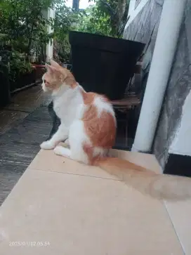 Kucing Persia Jantan umur 6bln, sehat lucu penurut lincah