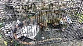 Iguana (-+10th)