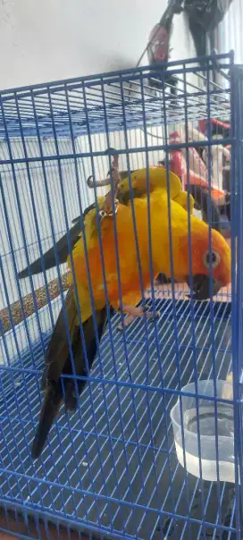 Sun Conure Dewasa, No DNA