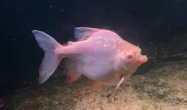 Ikan hias Predator Pacu Albino SB