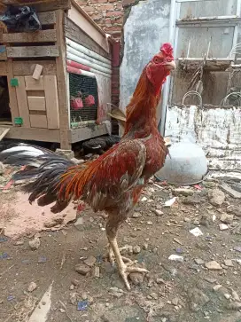 Ayam Bangkok ukuran 5,5