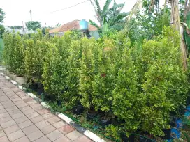 Jual ponon pucuk merah