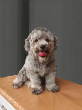 Poodle silver betina umur 1 thn