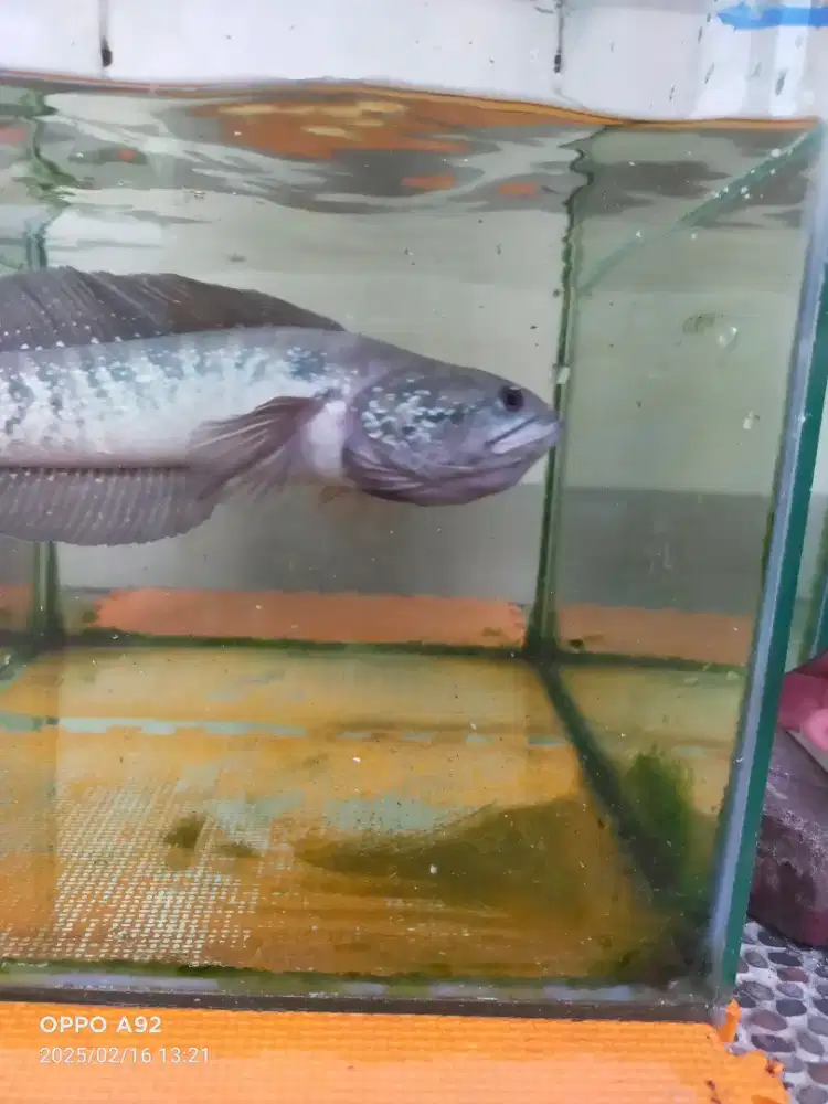 Ikan chana Asiatica 23 cm gabus hias