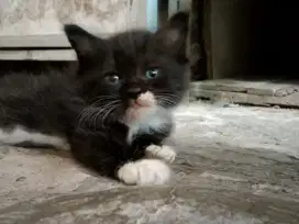Kitten Persia jantan dan betina