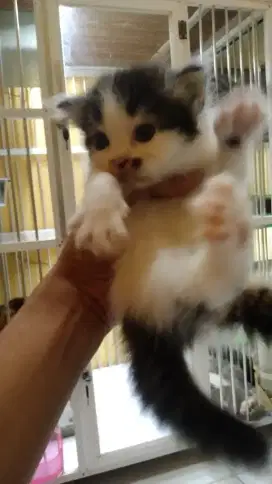 Kitten Persia Flatnose Betina