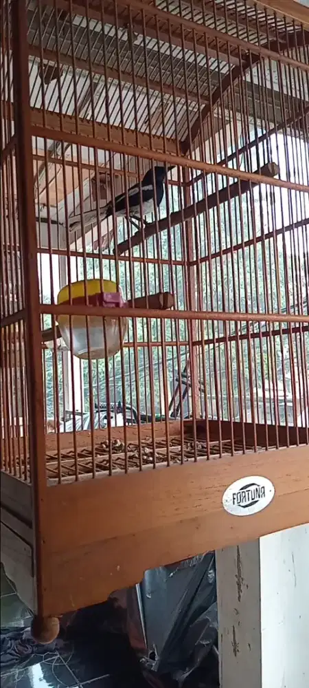 Burung kacer betina & jantan
